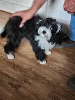 Jemima, a female Miniature Bernedoodle for sale in Dandridge, TN – Photo 4 of 6