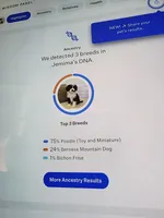 Jemima, a female Miniature Bernedoodle for sale in Dandridge, TN – Photo 3 of 6