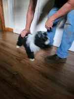 Jemima, a female Miniature Bernedoodle for sale in Dandridge, TN – Photo 5 of 6