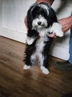 Jemima, a female Miniature Bernedoodle for sale in Dandridge, TN – Photo 6 of 6