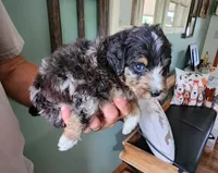 Manning reasonable offer, a male Miniature Bernedoodle for sale in Dandridge, TN – 7 of 10