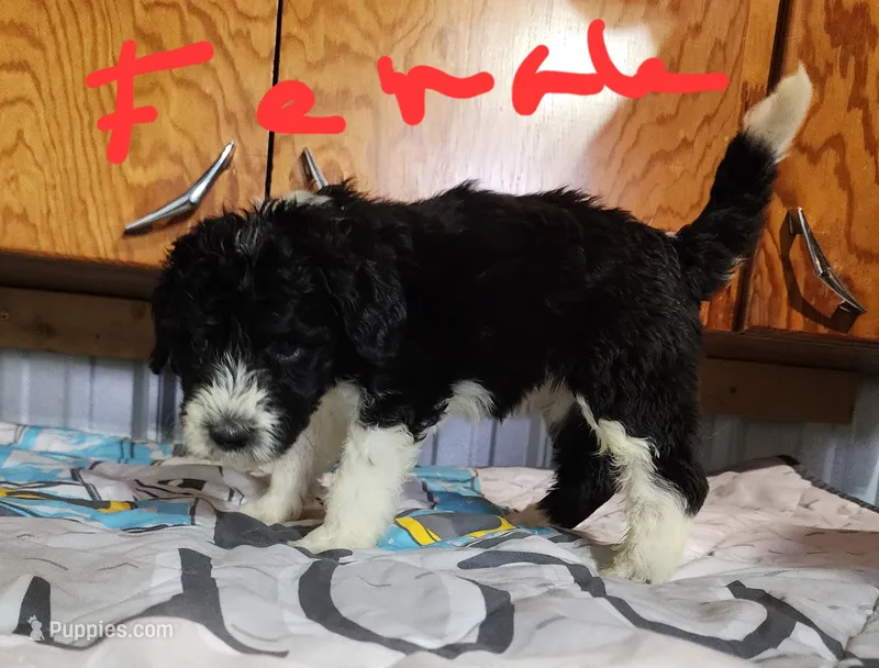 Bethany  moyen – Goldendoodle puppy for sale in Dandridge, TN