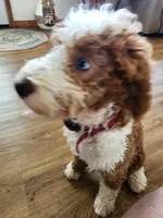 Annie , a female Miniature Bernedoodle for sale in Dandridge, TN – 4 of 6