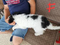 Katie, a female Miniature Bernedoodle for sale in Dandridge, TN – 7 of 7