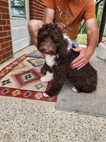 Thaddeus , a male Aussiedoodle for sale in Dandridge, TN – 5 of 5