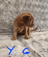 Yellow girl, a female Goldendoodle for sale in Dandridge, TN – Photo 3 of 3