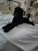 Pete small standard , a male Poodle - Standard  for sale in Dandridge, TN – 4 of 4