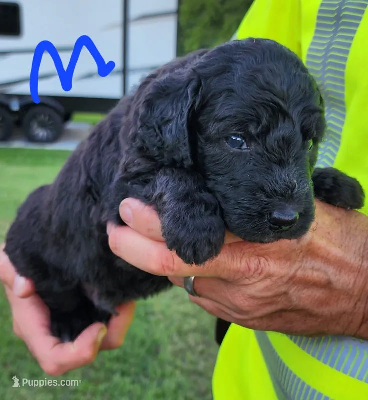Rich moyen – Goldendoodle puppy for sale in Dandridge, TN
