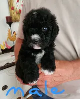 Conner reasonable offer , a male Miniature Bernedoodle for sale in Dandridge, TN – 6 of 9
