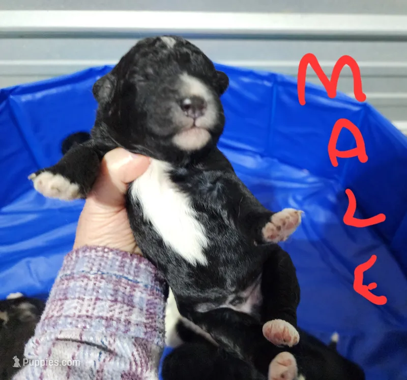 Conner – Miniature Bernedoodle puppy for sale in Dandridge, TN
