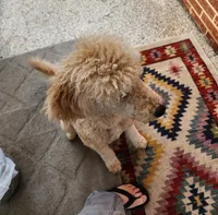 Elisha, a female Miniature Goldendoodle for sale in Dandridge, TN – Photo 7 of 9