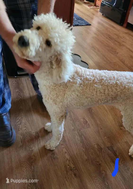 Elisha – Miniature Goldendoodle puppy for sale in Dandridge, TN