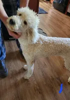 Elisha, a female Miniature Goldendoodle for sale in Dandridge, TN – Photo 3 of 9