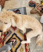 Elisha, a female Miniature Goldendoodle for sale in Dandridge, TN – Photo 4 of 9