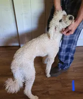 Elisha, a female Miniature Goldendoodle for sale in Dandridge, TN – Photo 6 of 9