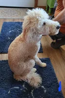 Elisha, a female Miniature Goldendoodle for sale in Dandridge, TN – Photo 5 of 9