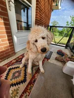 Elisha, a female Miniature Goldendoodle for sale in Dandridge, TN – Photo 9 of 9