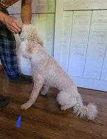 Elisha, a female Miniature Goldendoodle for sale in Dandridge, TN – Photo 2 of 9