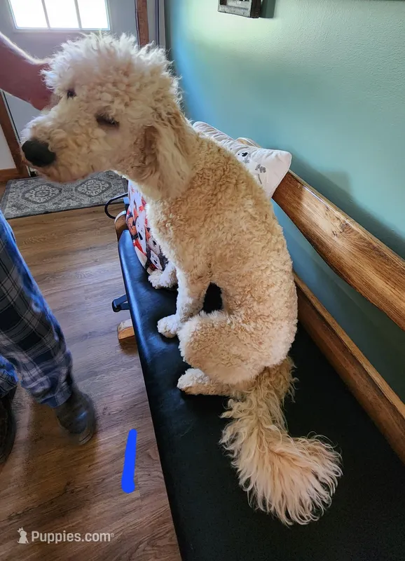 Elisha – Miniature Goldendoodle puppy for sale in Dandridge, TN