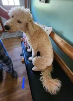 Elisha, a female Miniature Goldendoodle for sale in Dandridge, TN – Photo 1 of 9