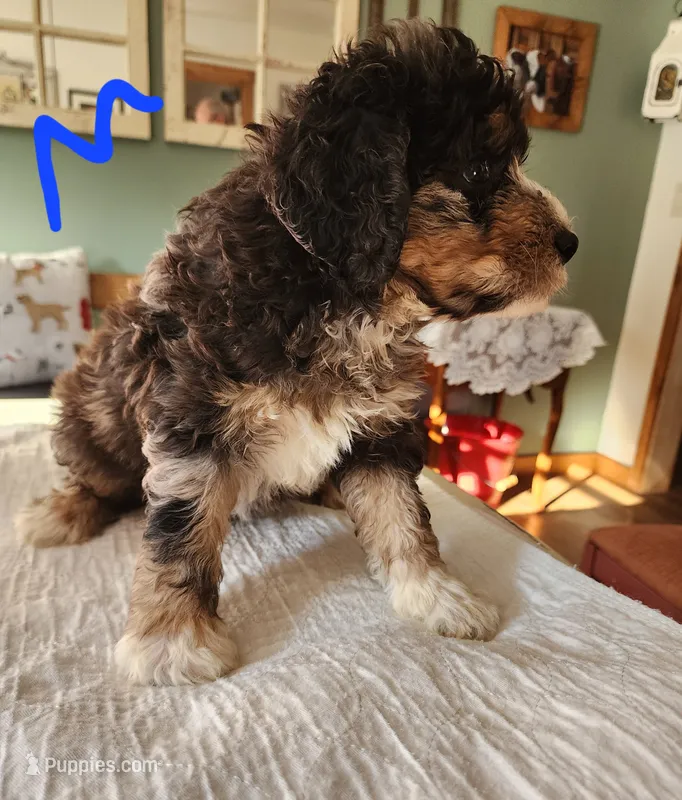 Manning reasonable offer – Miniature Bernedoodle puppy for sale in Dandridge, TN