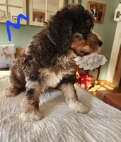 Manning reasonable offer, a male Miniature Bernedoodle for sale in Dandridge, TN – 1 of 10