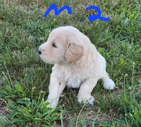 Toby moyen, a male Goldendoodle for sale in Dandridge, TN – 4 of 9