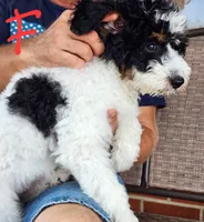 Katie, a female Miniature Bernedoodle for sale in Dandridge, TN – 2 of 7