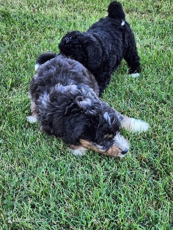 Manning  – Miniature Bernedoodle puppy for sale in Dandridge, TN