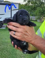 Rich moyen, a male Goldendoodle for sale in Dandridge, TN – 3 of 4
