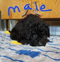 Rich moyen pending , a male Goldendoodle for sale in Dandridge, TN – 2 of 7