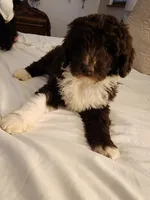 Thaddeus , a male Aussiedoodle for sale in Dandridge, TN – Photo 5 of 8