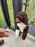 Thaddeus , a male Aussiedoodle for sale in Dandridge, TN – Photo 4 of 8