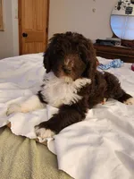 Thaddeus , a male Aussiedoodle for sale in Dandridge, TN – Photo 2 of 8