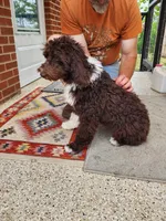 Thaddeus , a male Aussiedoodle for sale in Dandridge, TN – Photo 7 of 8