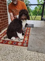 Thaddeus , a male Aussiedoodle for sale in Dandridge, TN – Photo 6 of 8