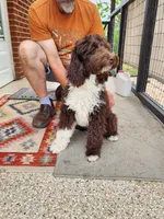 Thaddeus , a male Aussiedoodle for sale in Dandridge, TN – 2 of 4