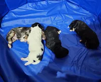 Conner, a male Miniature Bernedoodle for sale in Dandridge, TN – 2 of 8
