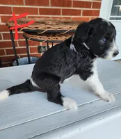 Bethany  moyen, a female Goldendoodle for sale in Dandridge, TN – 3 of 6