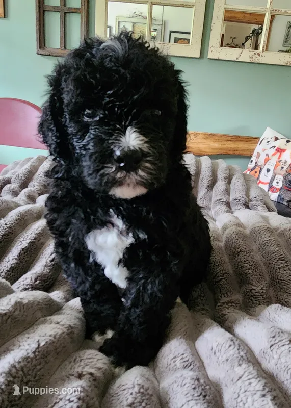 Conner – Miniature Bernedoodle puppy for sale in Dandridge, TN