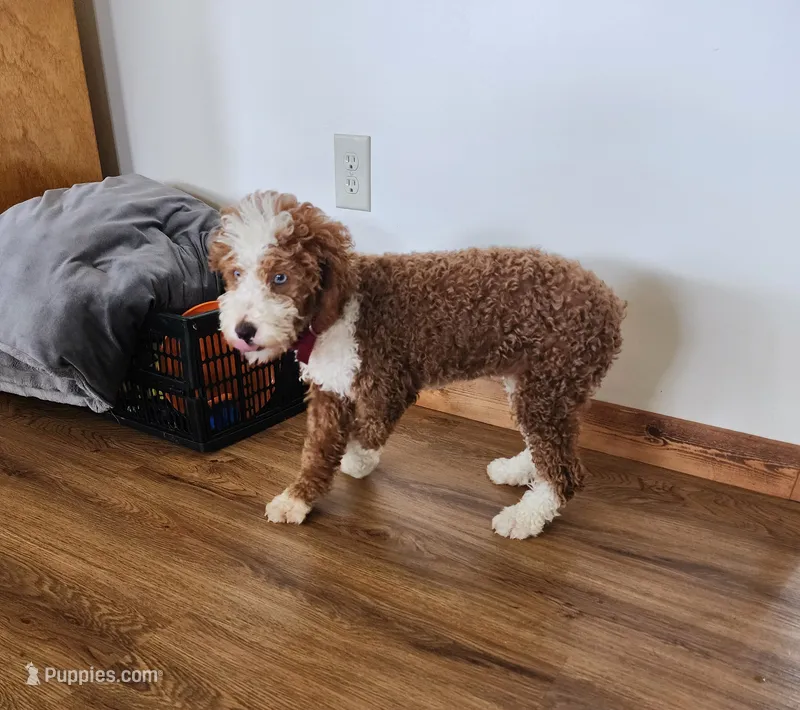 Annie  – Miniature Bernedoodle puppy for sale in Dandridge, TN