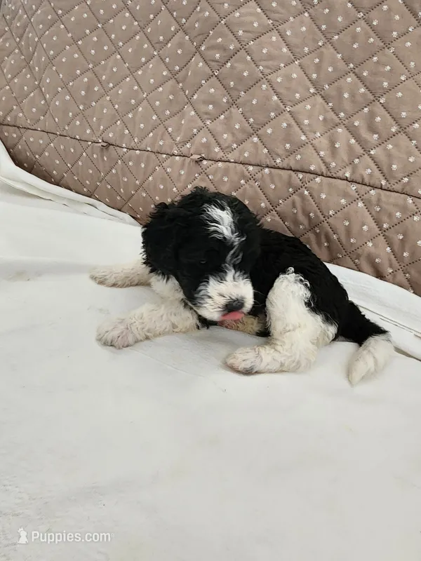 Cassie moyen size – Goldendoodle puppy for sale in Dandridge, TN