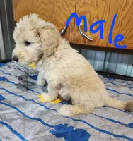 Toby moyen pending , a male Goldendoodle for sale in Dandridge, TN – 3 of 10