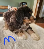 Manning reasonable offer, a male Miniature Bernedoodle for sale in Dandridge, TN – 3 of 10