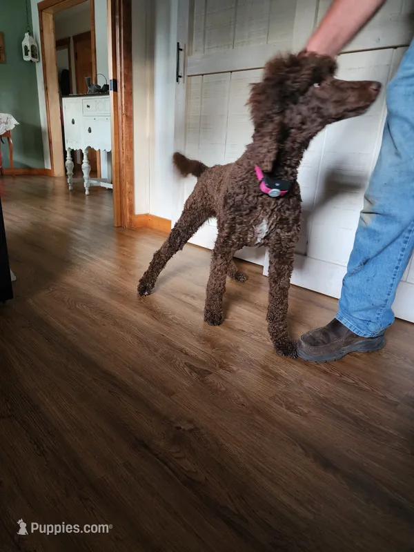 Pepper – Poodle - Standard  puppy for sale in Dandridge, TN