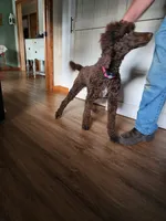 Pepper, a female Poodle - Standard  for sale in Dandridge, TN – 1 of 4