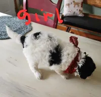 Katie on hold but still ask, a female Miniature Bernedoodle for sale in Dandridge, TN – 2 of 9