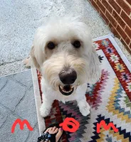 Toby moyen, a male Goldendoodle for sale in Dandridge, TN – 9 of 9