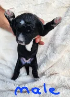 Conner, a male Miniature Bernedoodle for sale in Dandridge, TN – 6 of 8