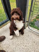 Thaddeus , a male Aussiedoodle for sale in Dandridge, TN – 3 of 5